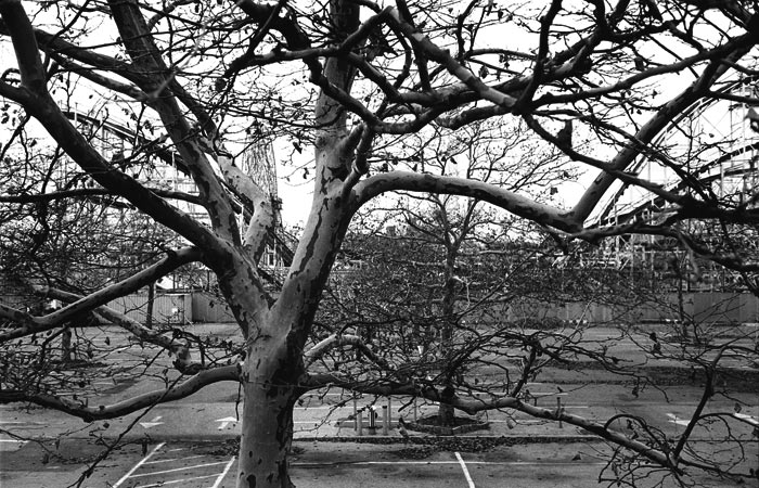 18-albero-tree-New-York
